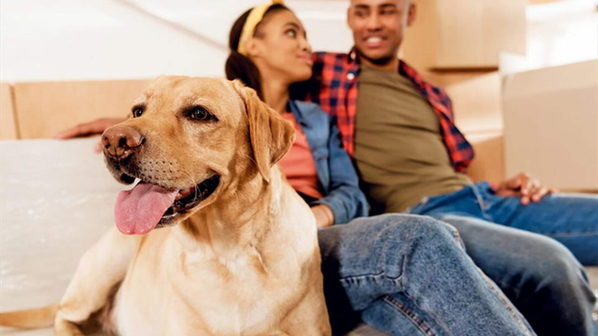 الذكاء الإصطناعي يفاجئ العالم مجدداً... ابتكار جهاز يترجم كلام البشر إلى لغة الكلاب!