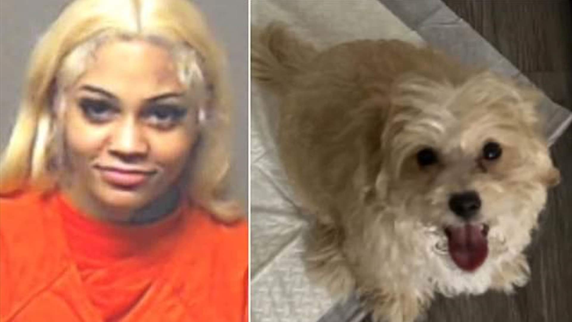 أساءت معاملة كلبها خلال بث مباشر... مغنية راب شهيرة تثير ضجة على مواقع التواصل!