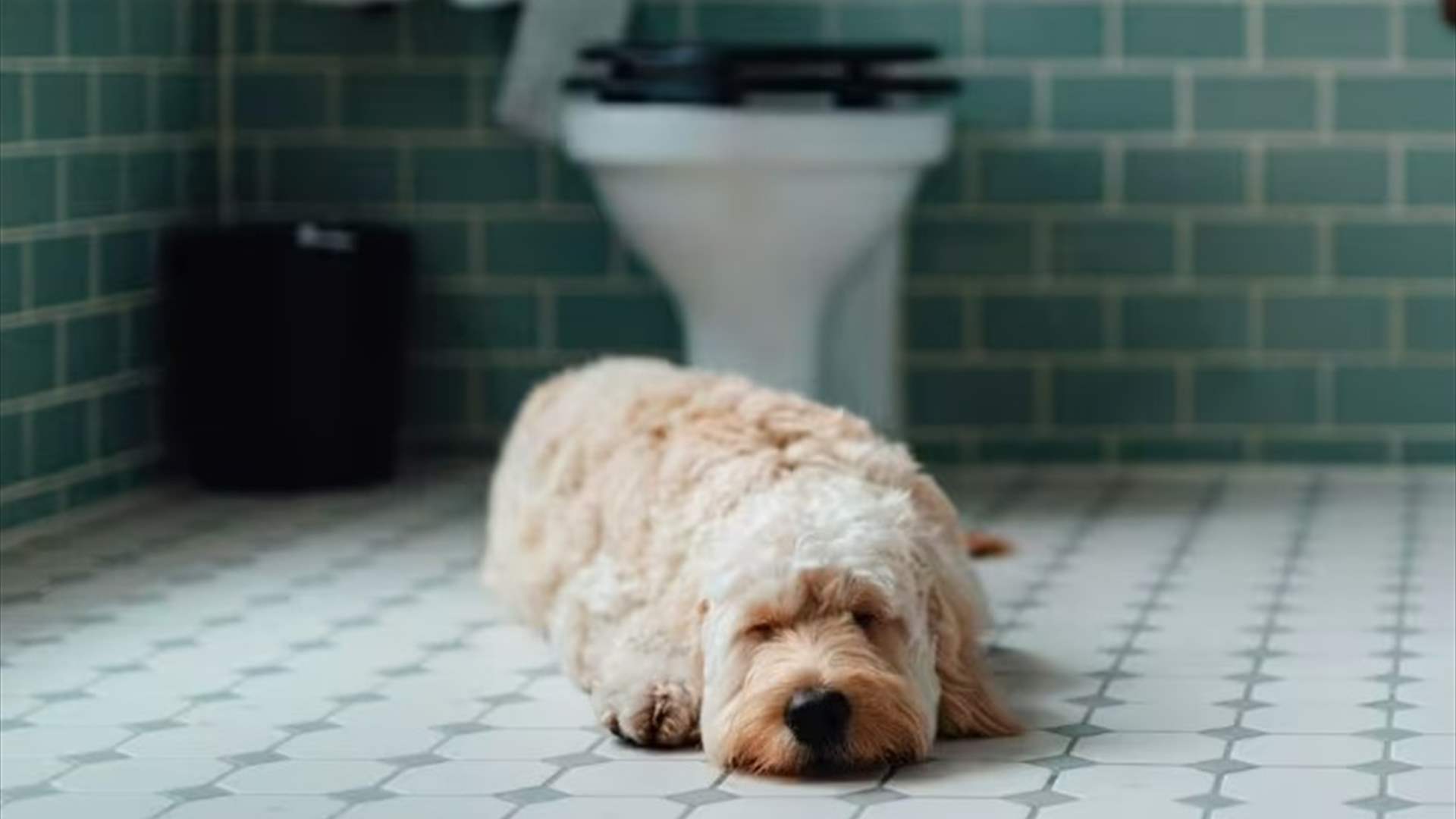 لماذا يرافقك كلبك إلى دورة المياه؟ السبب قد يفاجئك