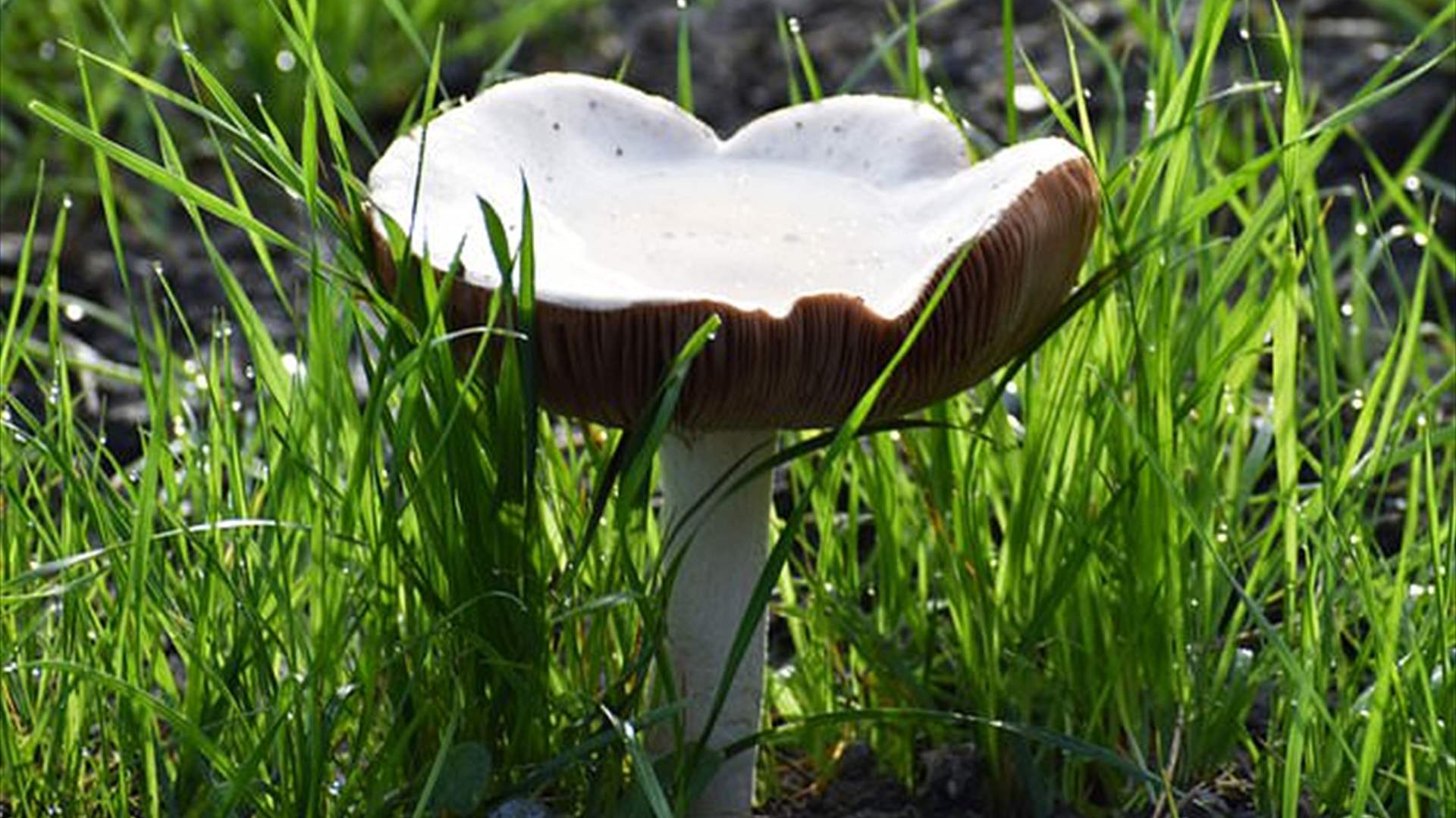 تحذيرات لهواة جمع الفطر في كاليفورنيا... والسبب: الـ"أمانيتا فالويدس"!