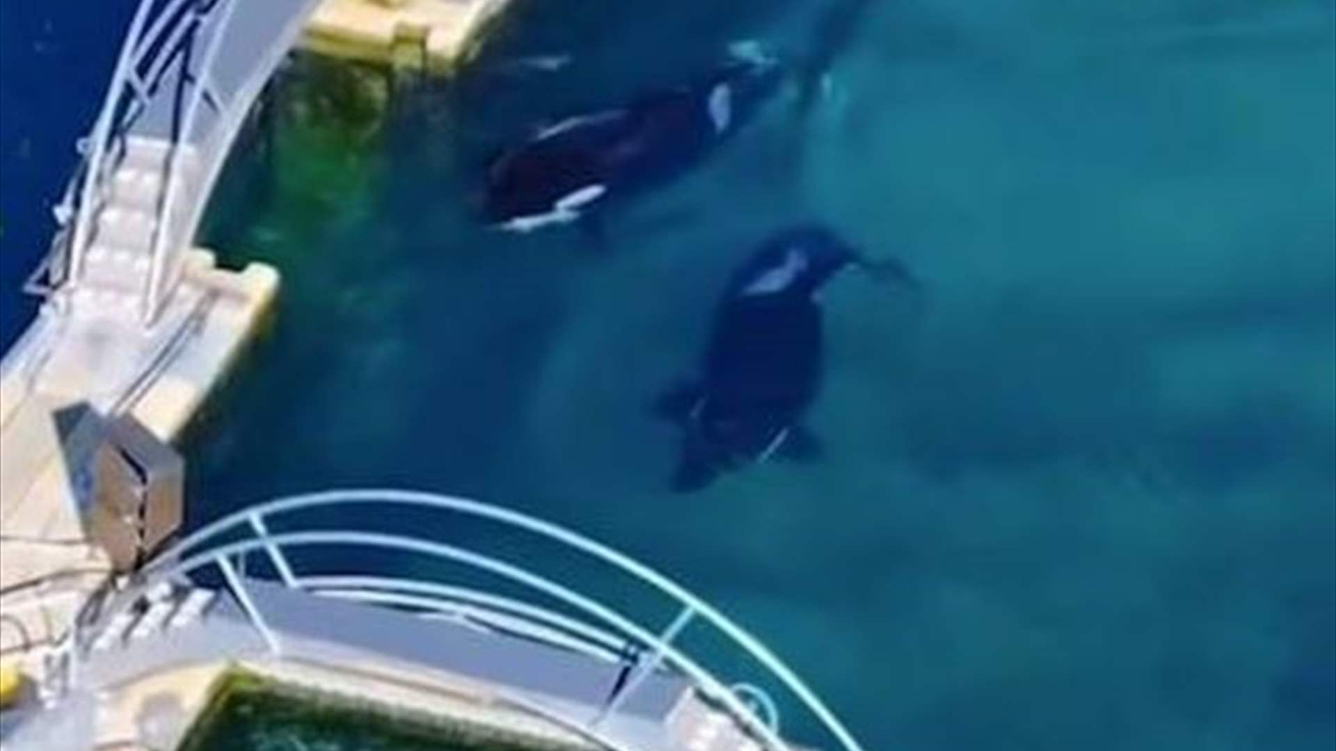 تُركا في حديقة حيوانات مهجورة... حوتان يواجهان مصيرًا مأساويا في فرنسا والخبراء يرفعون الصوت!