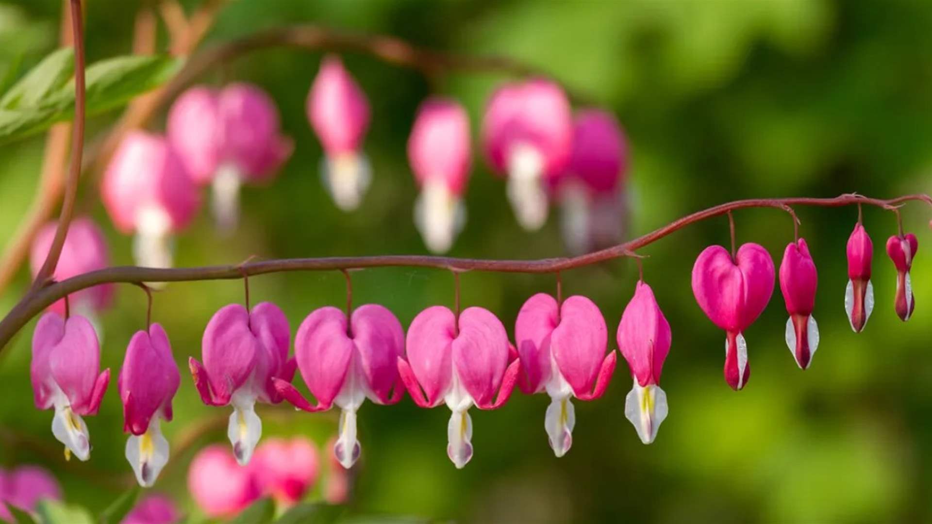 وداعًا لباقة الورد التي تذبل سريعًا… نباتات "عيد الحب" تخطف الأضواء هذا العام وتتحوّل إلى هدية ترمز للحب الدائم