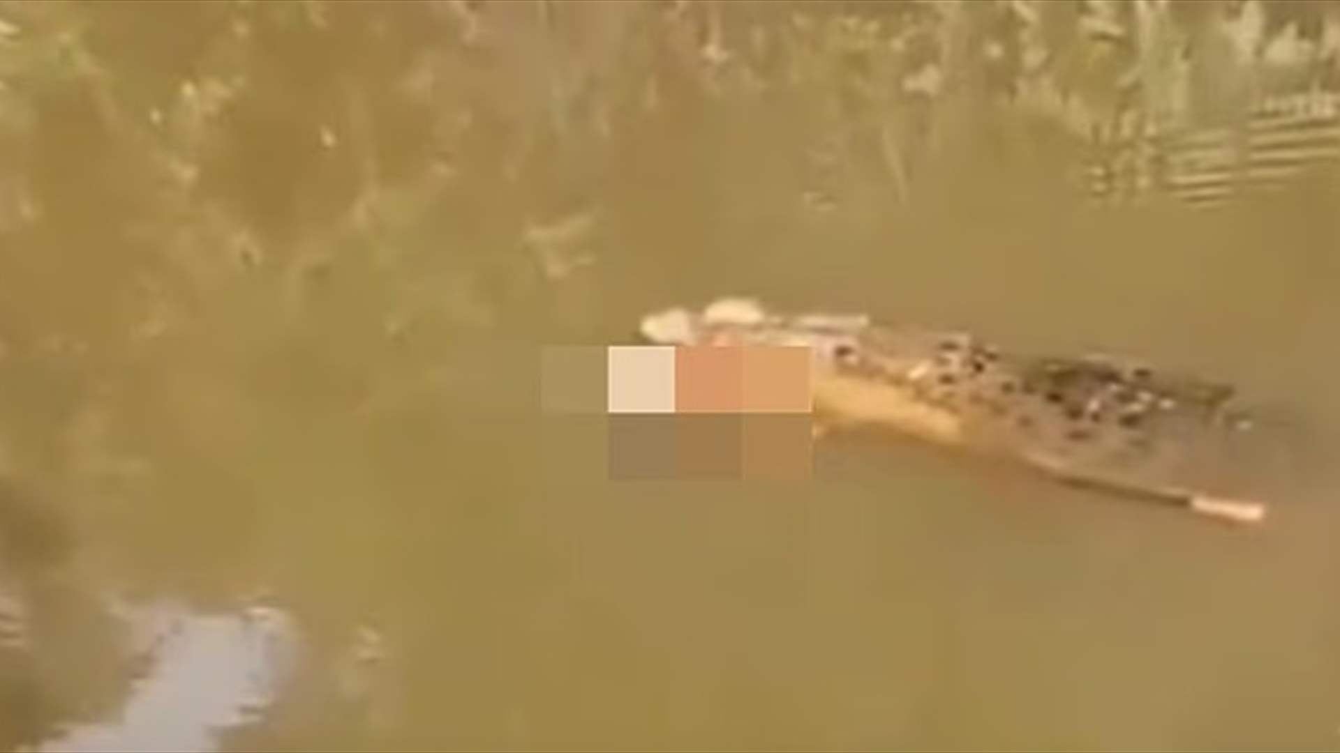 في مشهد مرعب: تمساح عملاق يظهر بجثة امرأة بين فكيه... إليكم ما حصل (فيديو)