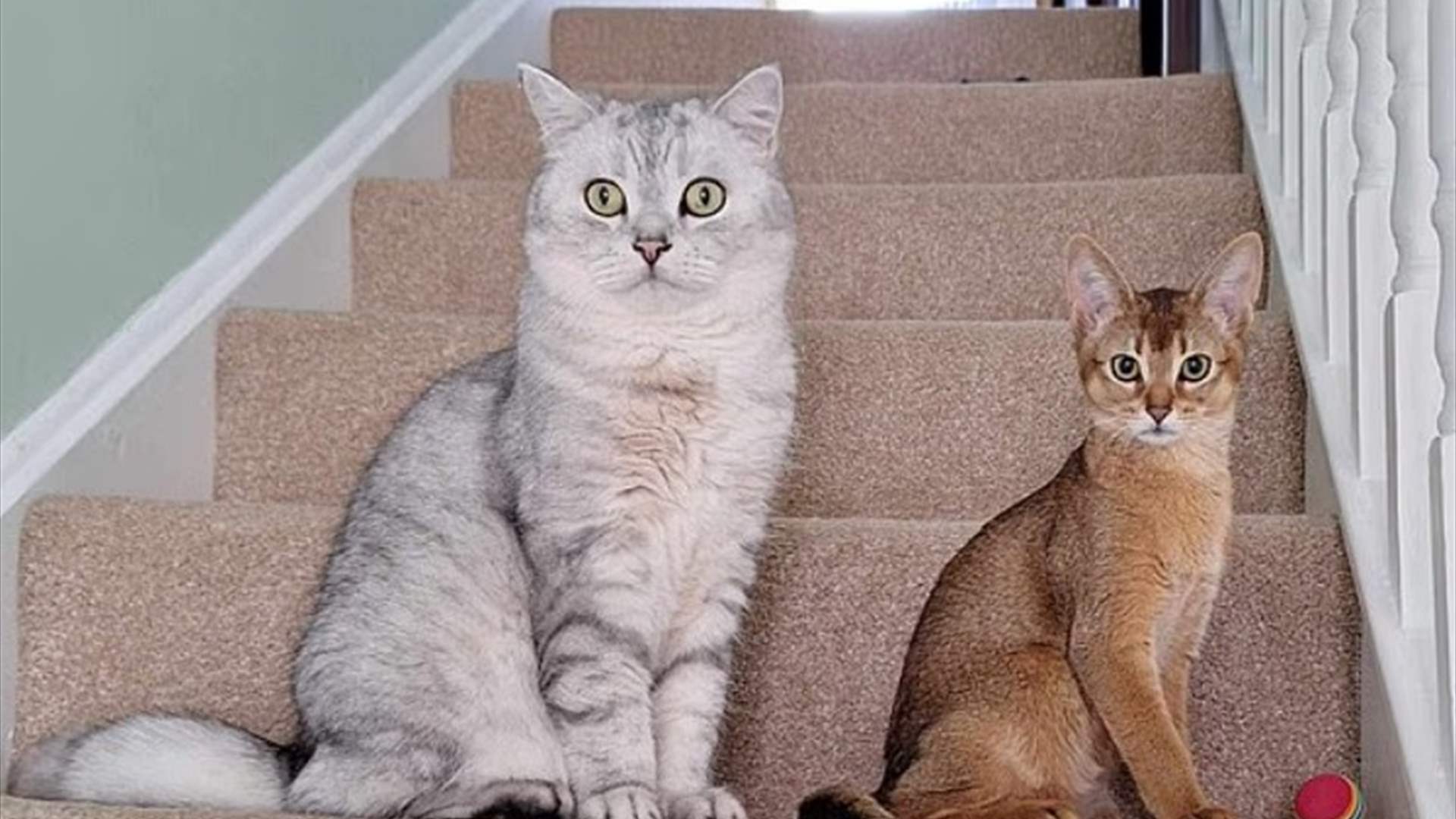 اكتشاف علمي مذهل: القطط المنزلية قد تحمل مفتاح فهم السرطان وعلاجه لدى البشر