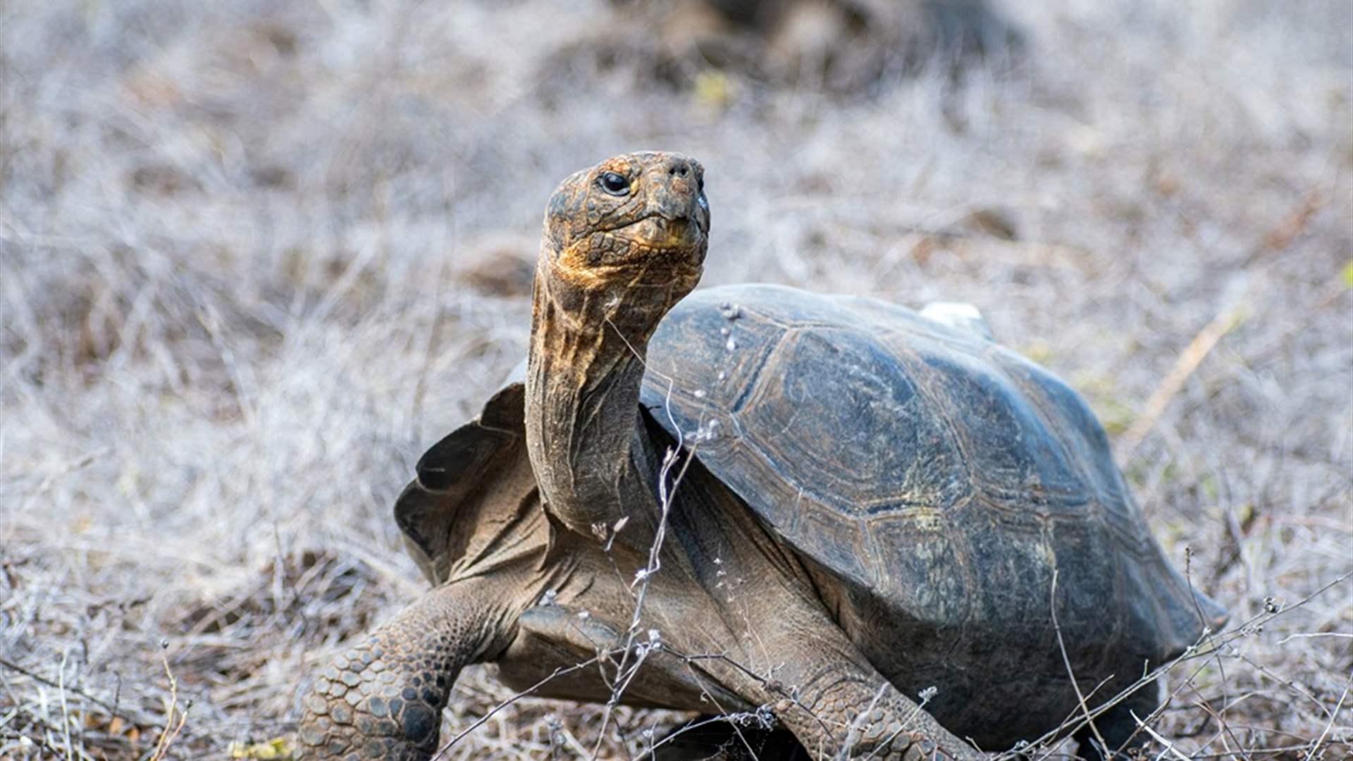 بعد أكثر من قرن على اندثارها… عودة 150 سلحفاة عملاقة إلى موطنها الأصلي في غالاباغوس