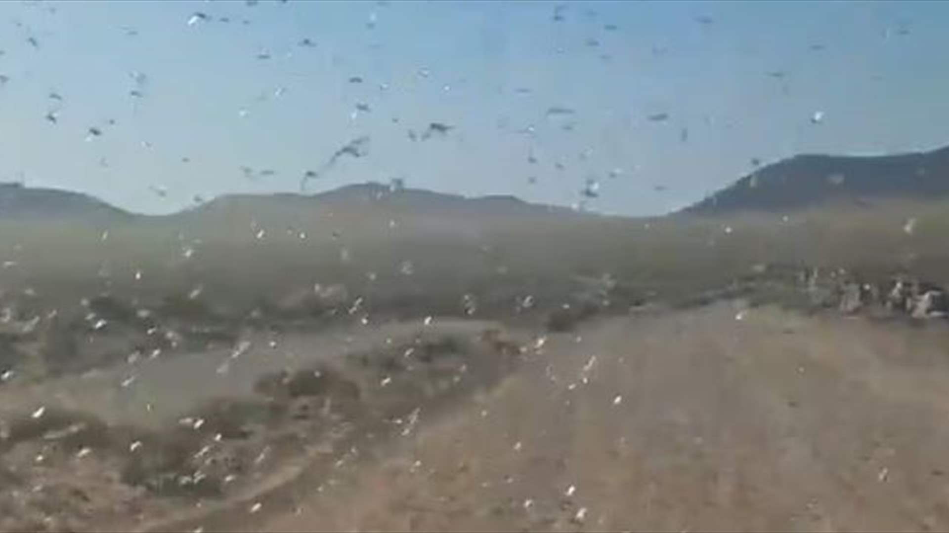 الجراد يحاصر جزر إسبانيا... غزو مخيف يثير الرعب بين السياح! (فيديو)