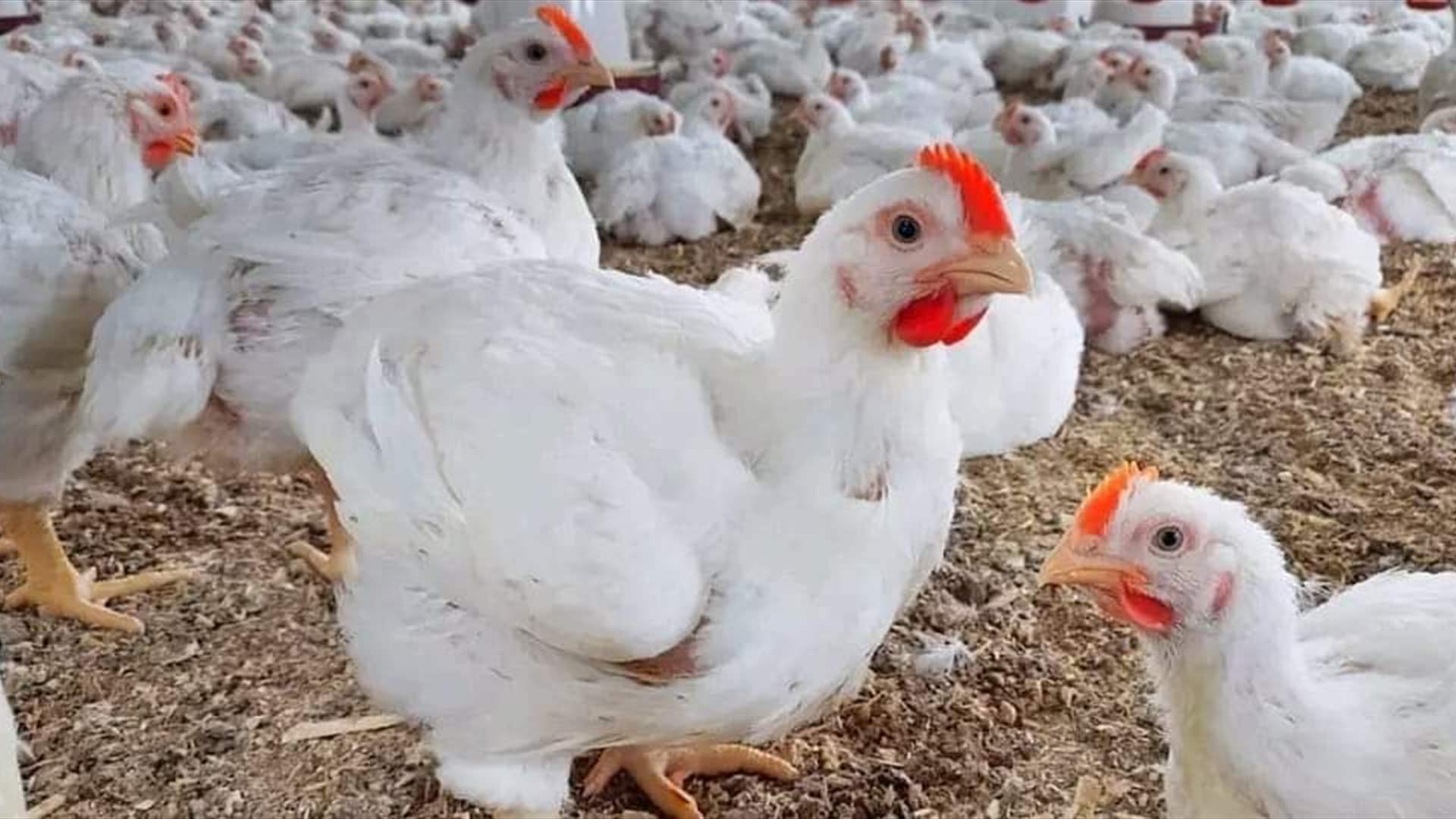 نقابة الدواجن تطمئن: الدجاج متوافر في الأسواق اللبنانية وأسعاره مستقرة رغم الحرب