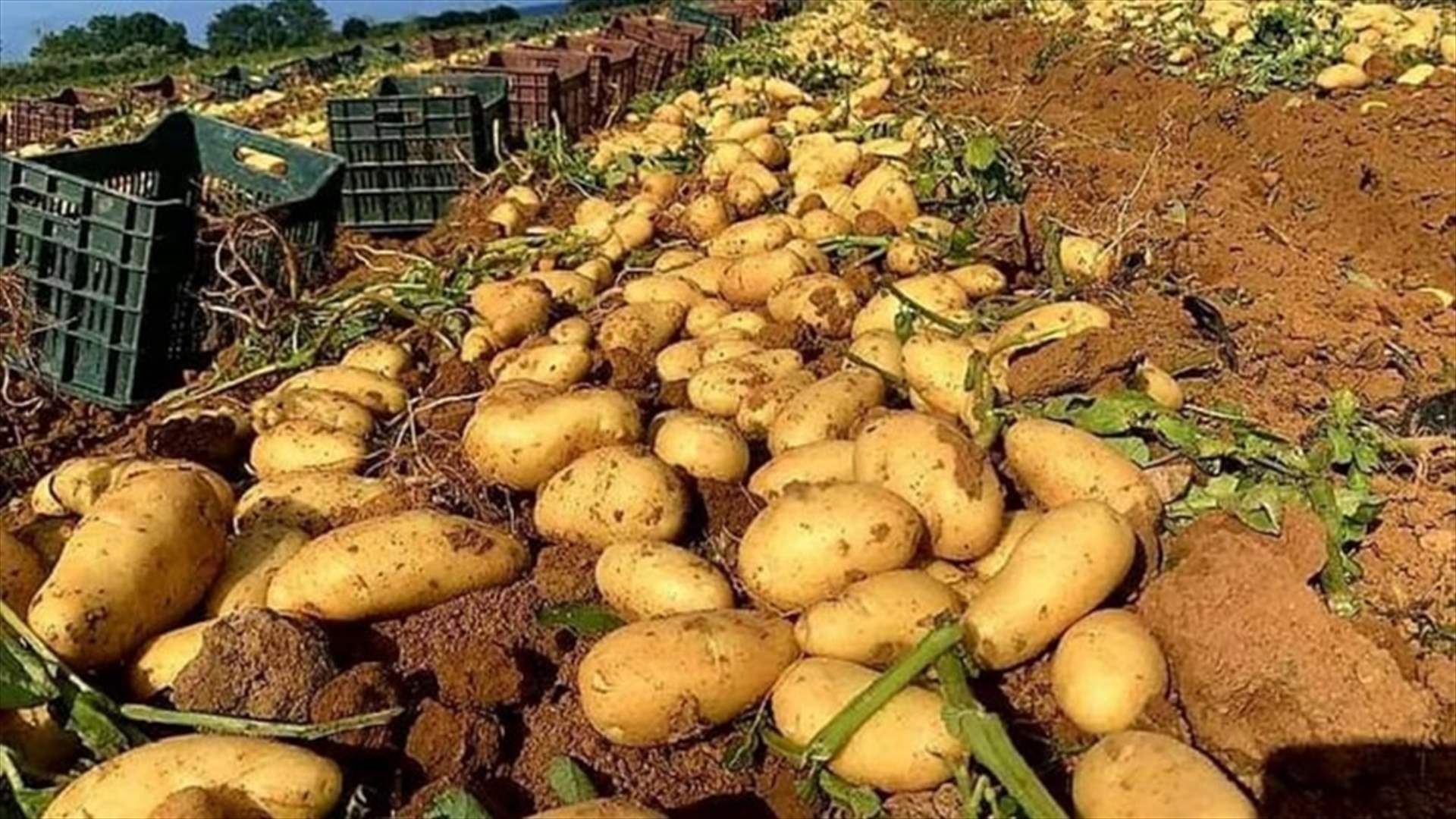 مزارعو البطاطا في عكار: دعم قرار تنظيم الاستيراد والمطالبة بكشف مخزون التجار