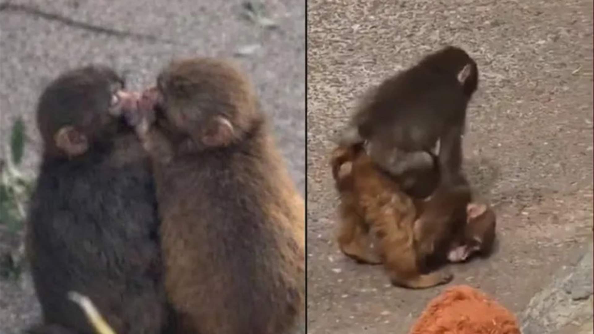 القرد الذي أبكى العالم لم يعد وحيداً…كان يحتضن دمية واليوم يعانق الحب: تحوّل صادم في قصة بانش (فيديو)