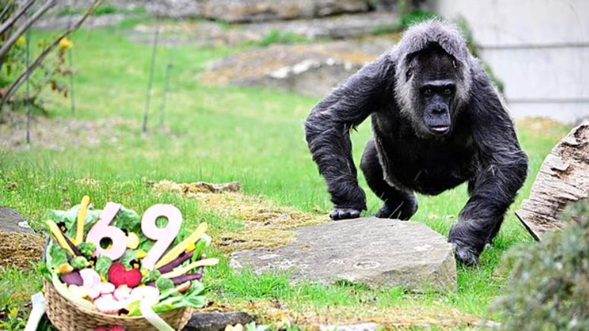 في حديقة حيوان برلين... أقدم غوريلا في العالم تحتفل بعيد ميلادها الـ69! (صور)