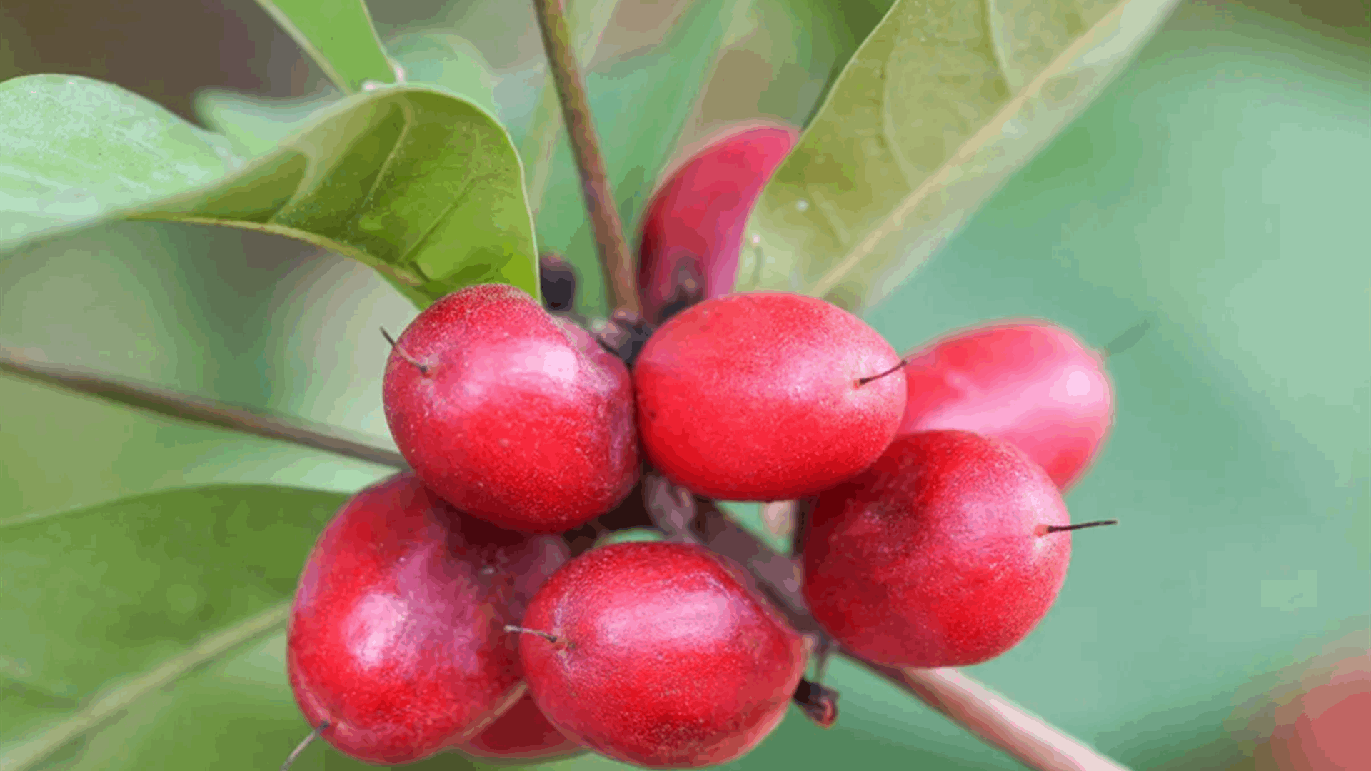 "فاكهة المعجزة" تُخفّف معاناة مرضى السرطان… أمل جديد خلال العلاج الكيميائي