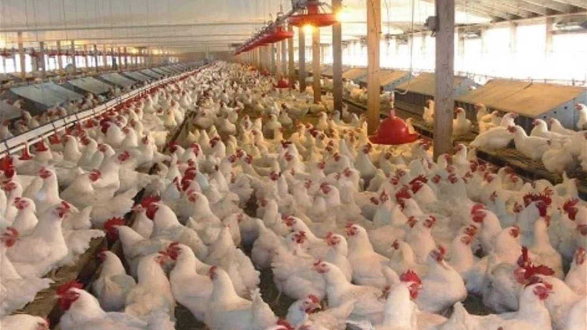 بطرس يكشف عن أرقام قياسية لقطاع الدواجن في العام 2026: إمدادات الدجاج تفيض عن حاجة السوق المحلي والأسعار تنخفض 30%  