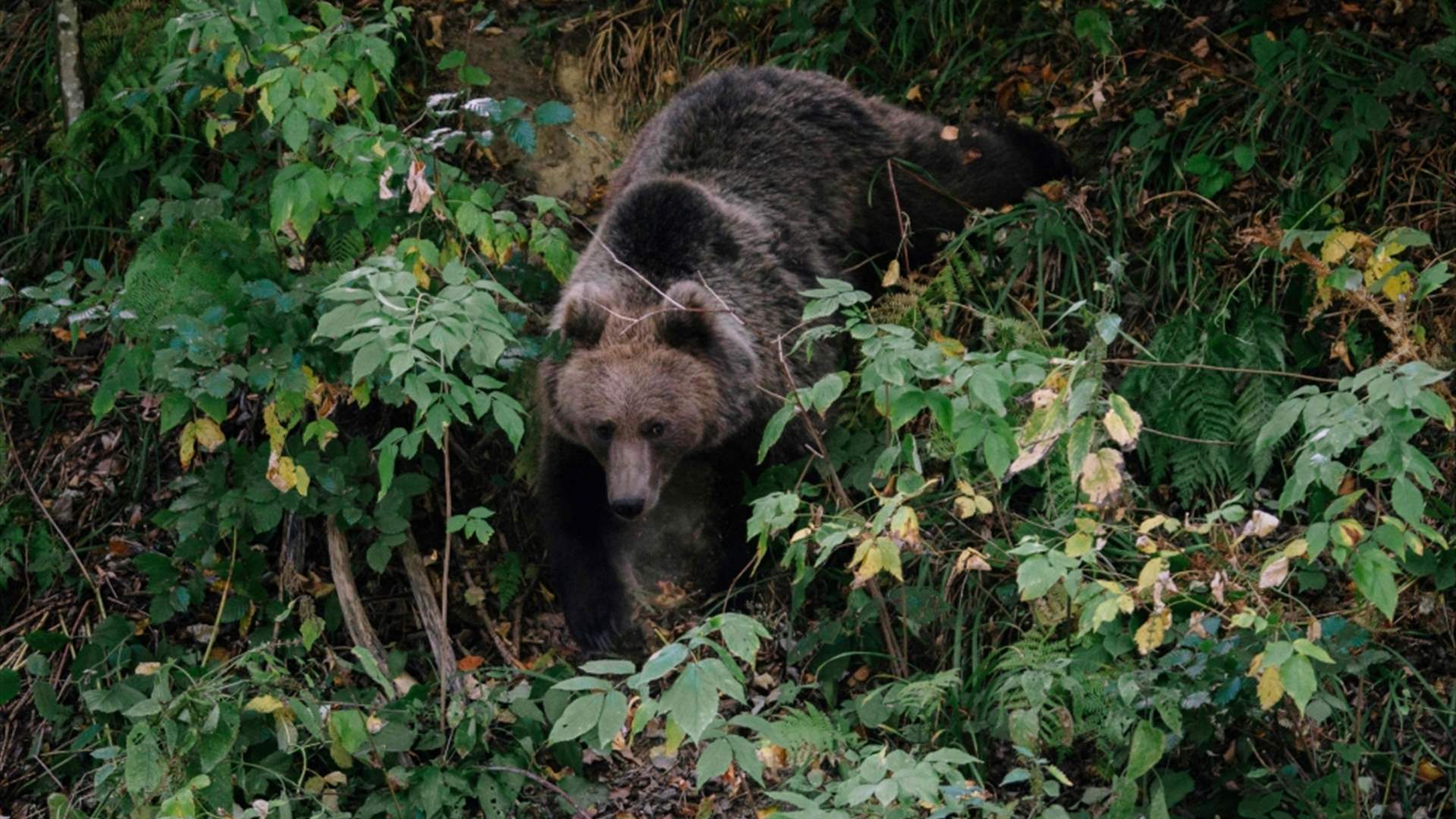 حادثة مروعة... مقتل امرأة هاجمها دب في هذا البلد 