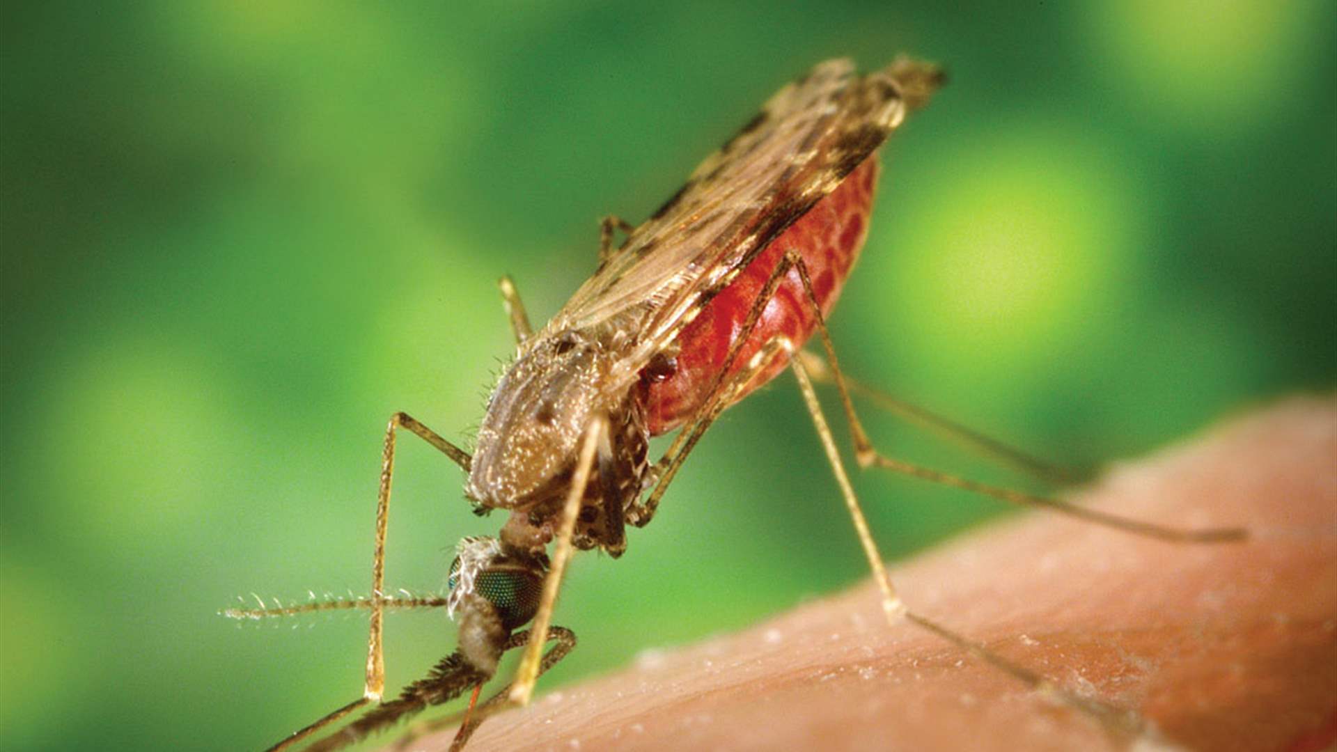 في يوم الملاريا العالمي... معركة القضاء على المرض تدخل مراحلها الحاسمة