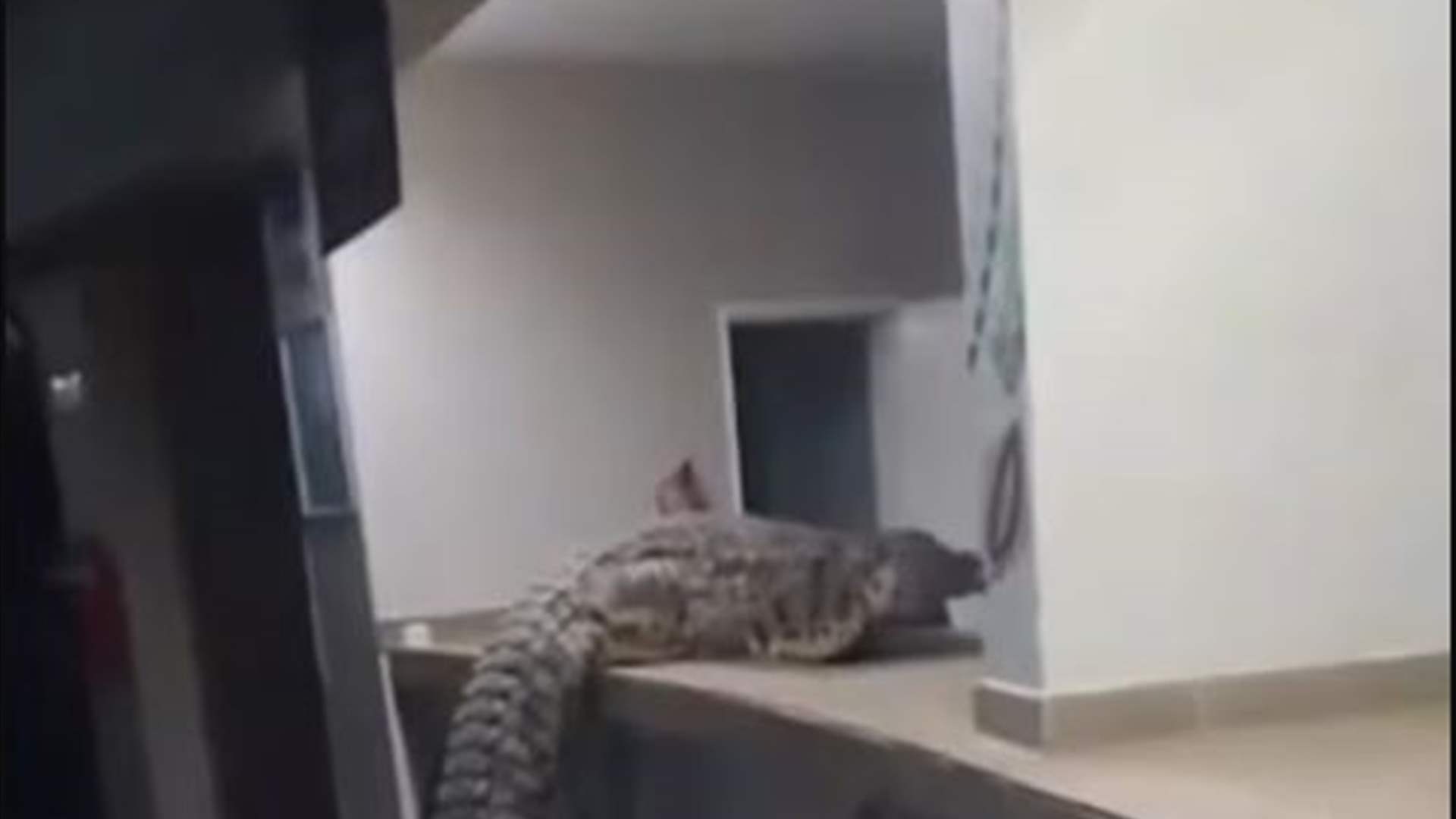 فيديو يوثّق لحظة مرعبة... تمساح ضخم يتسلل إلى فندق فاخر في زيمبابوي: إليكم ما حصل!