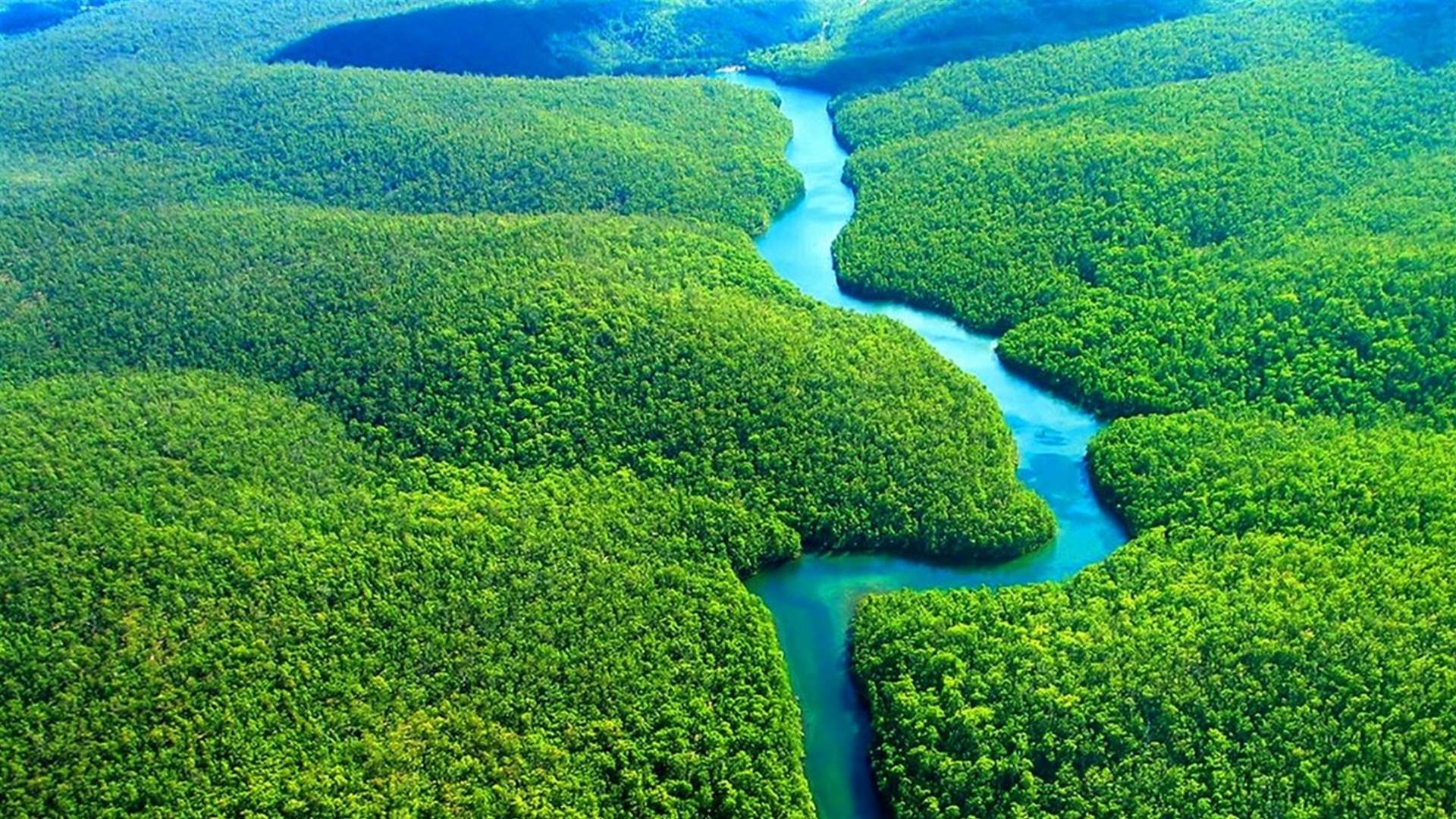 رغم التراجع... الغابات الاستوائية ما زالت تُدمَّر بوتيرة مقلقة وهذه التفاصيل