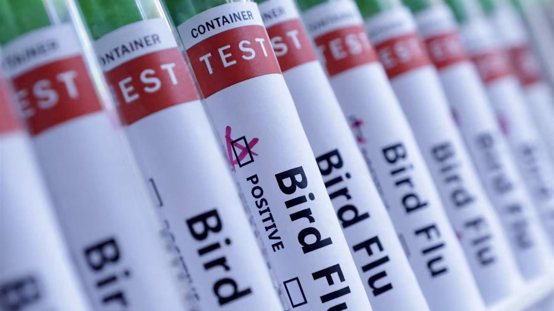 ولاية نيوساوث ويلز الأسترالية تعلن اكتشاف إصابة جديدة بإنفلونزا الطيور