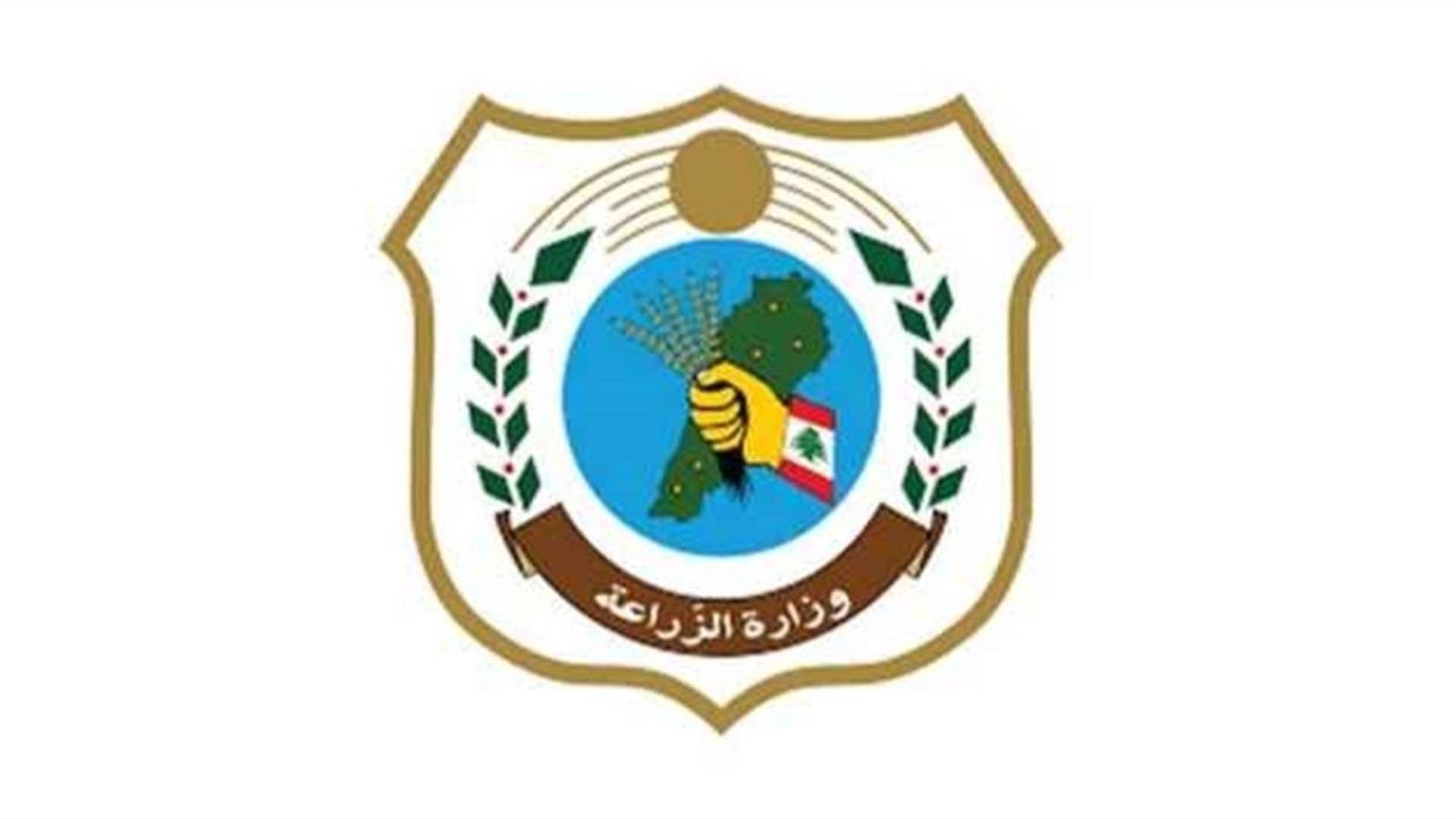 وزارة الزراعة: تلقيح 24,599 رأس بقر ضد الحمى القلاعية في 1,596 مزرعة خلال 14 يوماً