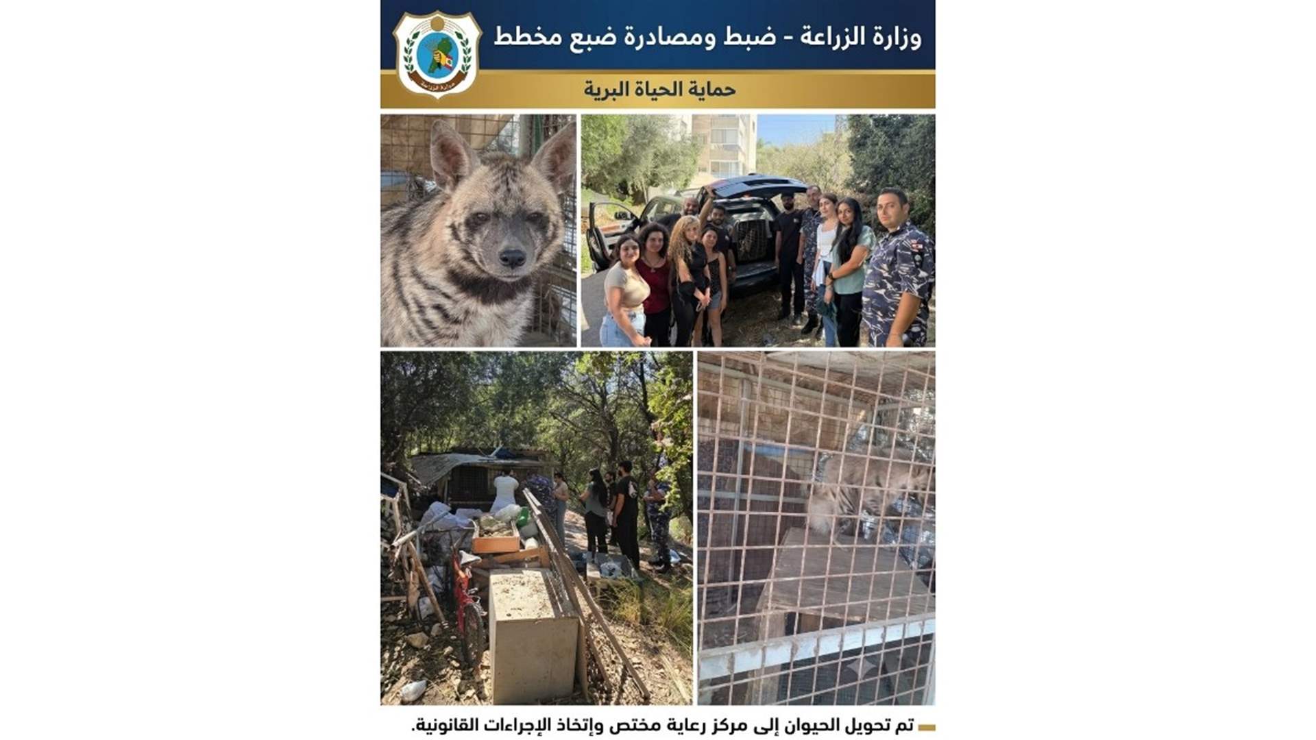 وزارة الزراعة تواصل جهودها لحماية الحياة البرية: مصادرة ضبع مخطط في عمشيت تمهيدًا لإعادة تأهيله وإطلاقه في بيئته الطبيعية