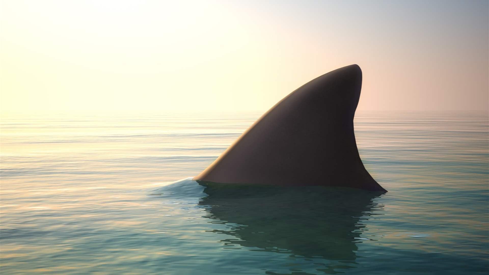 Shark kills swimmer off beach in Western Australia: Police