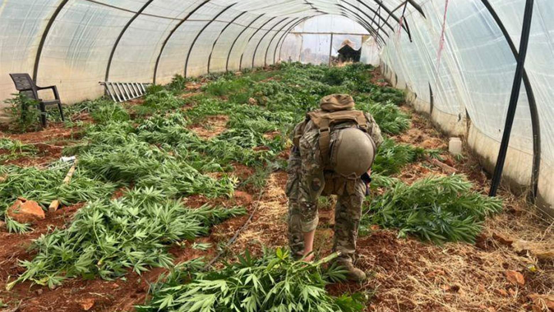 الجيش يضبط كمية من المخدرات ويتلف 14 خيمة مزروعة بالماريجوانا
