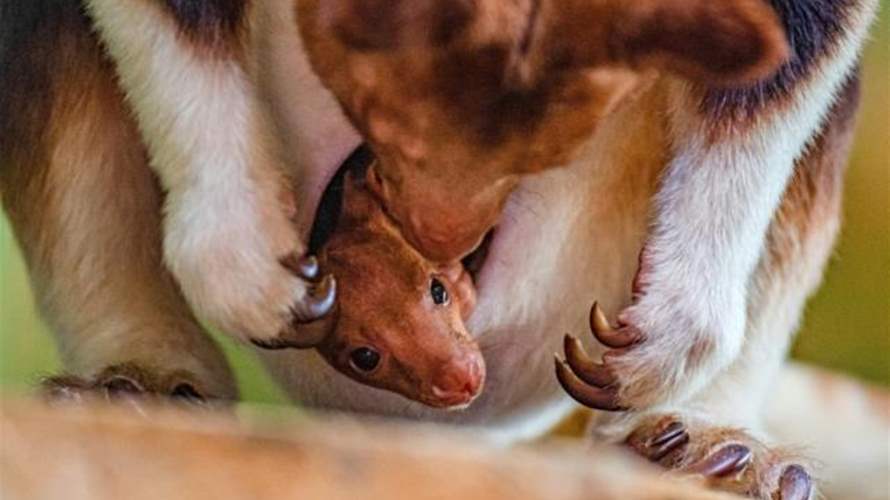 في حديقة حيوانات بريطانية...ولادة كنغر من نوع مهدد بالانقراض