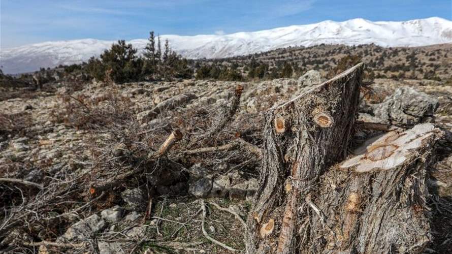 Lebanese villagers sound alarm over scourging centuries-old trees: report
