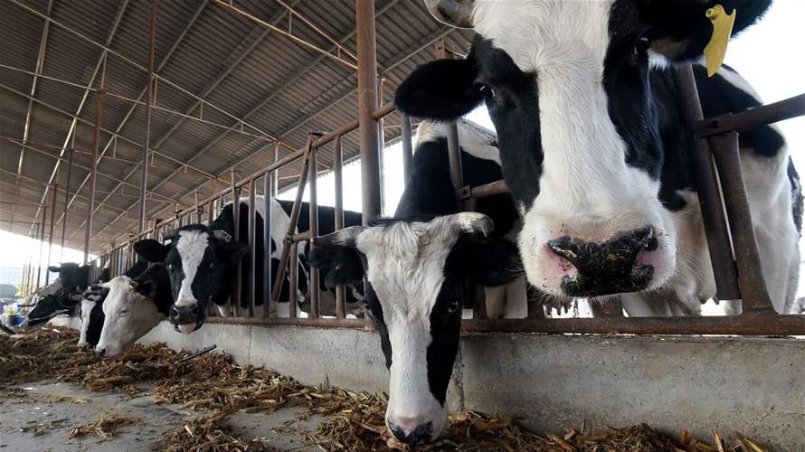 استنساخ 3 "أبقار خارقة" عالية الإنتاجية في الصين 