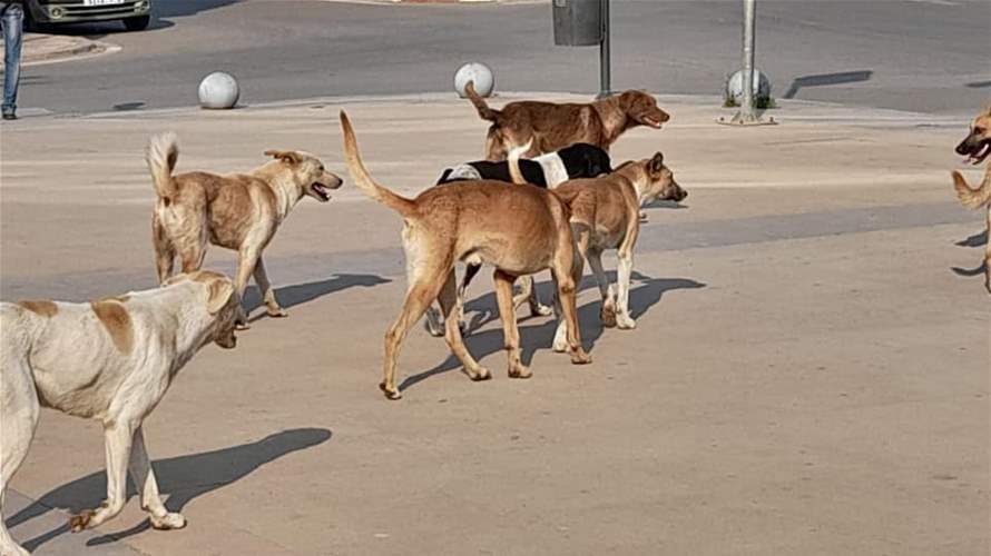بعد تعرّض فتاة لهجوم من كلاب شاردة… هذا ما اوضحته بلدية زغرتا-إهدن