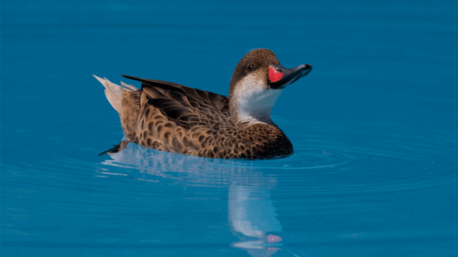 DuckDuckGo dabbles with AI search