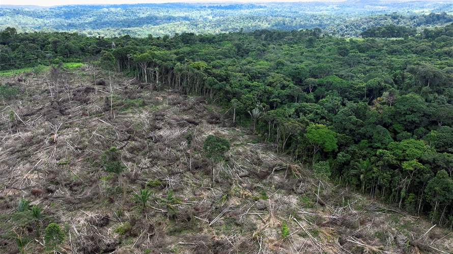 Deforestation in Brazil's Amazon up in February