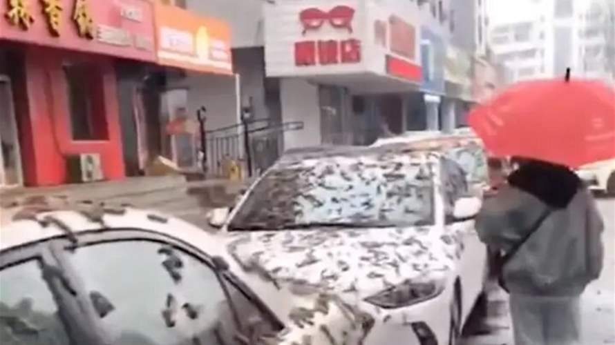 أمطار من "الديدان" في الصين... والسكان يحملون المظلات (صور)