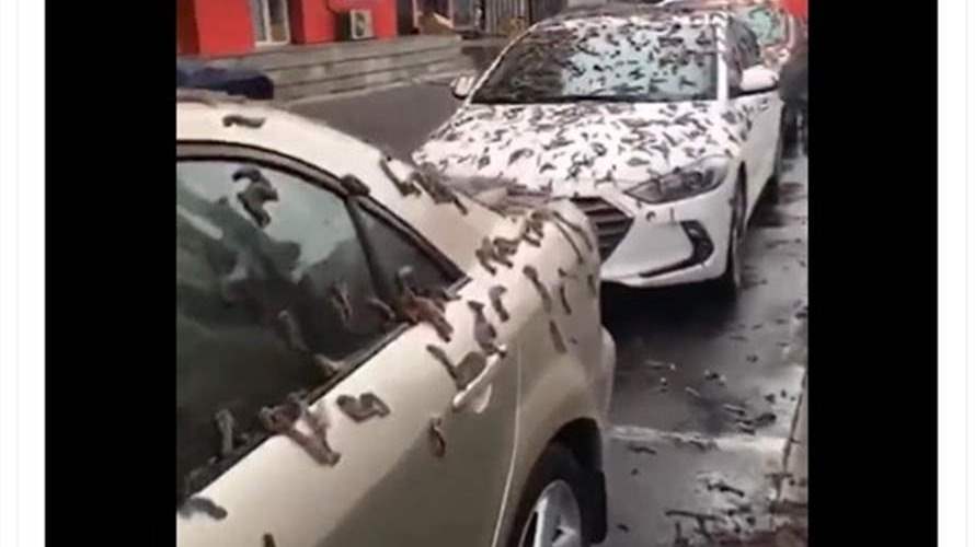 هل فعلا أمطرت السماء ديداناً في الصين؟ 