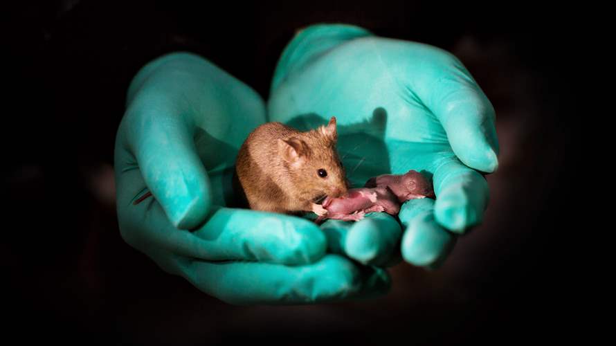 في تطور علمي "ثوري"... علماء يستولدون صغار فئران من أبوين ذكرين