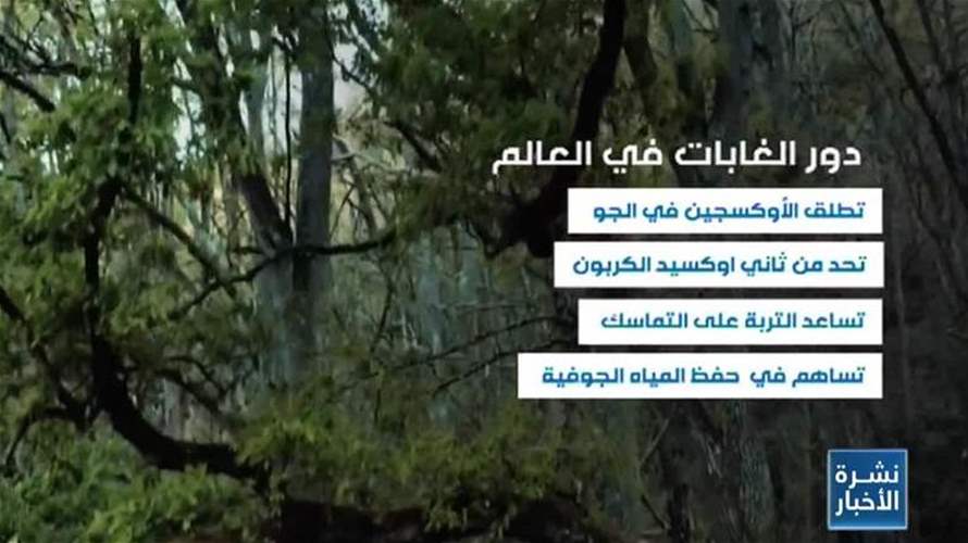 في اليوم العالمي للغابات: حافظوا على البيئة قبل وقوع الكارثة!