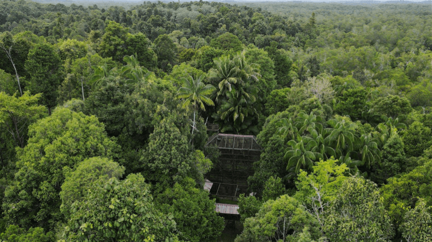 Fears for orangutans, dolphins as Indonesia presses on with new capital