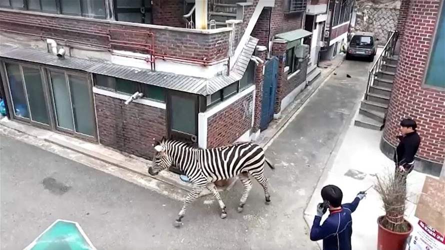 حمار وحشي هارب يتجوّل في شوارع مدينة سول... وفيديو يوثّق المشهد!