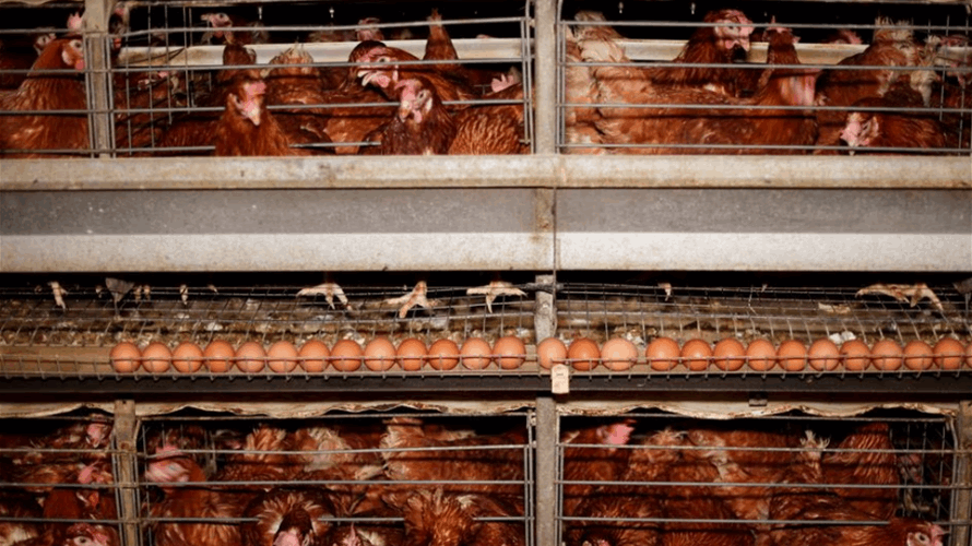 Egypt's poultry sector reels from currency turmoil, driving up prices