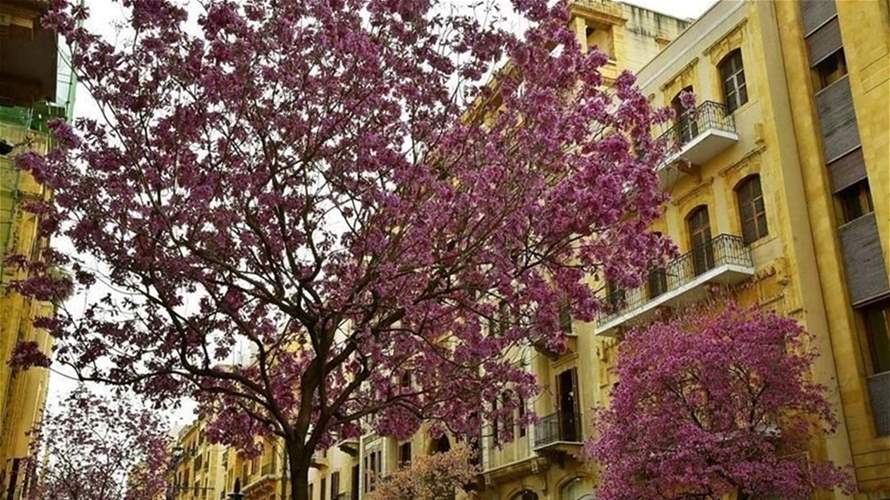 المنخفض الجوي ينحسر اليوم... فكيف سيكون طقس أحد الشعانين؟