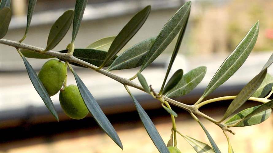في أحد الشعانين... لماذا تُرفع أغصان الزيتون؟