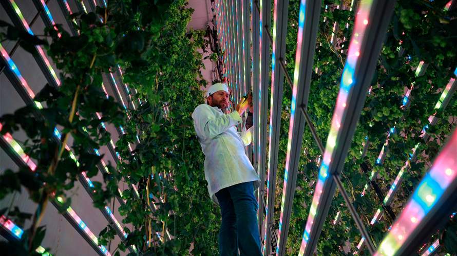 Spanish start-up grows hydroponic hops to help 'save' climate-threatened beer
