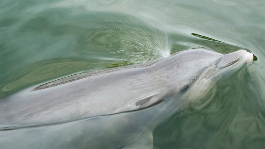 Pollution, bird flu threatens 'very fragile' Chilean dolphin population