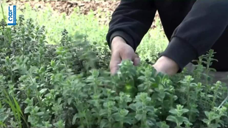 بين منير والزعتر قصّة... كيف بدأت وتطورت؟