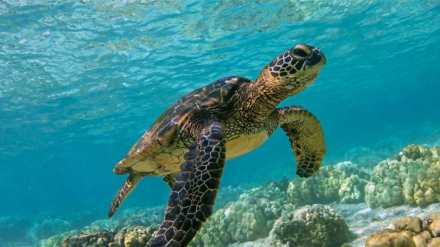 Tyre Coast Nature Reserve signs new agreement to care for sea turtles  