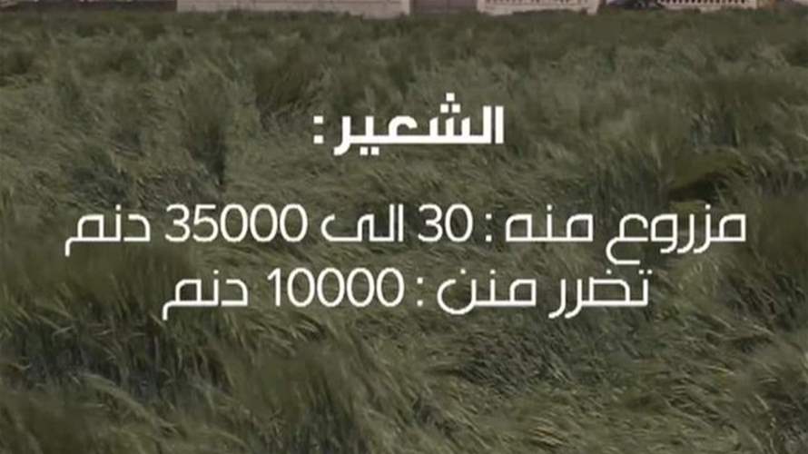 أضرار اقتصادية لحقت بسهول القمح في البقاع.. والامطار أحنت السنابل