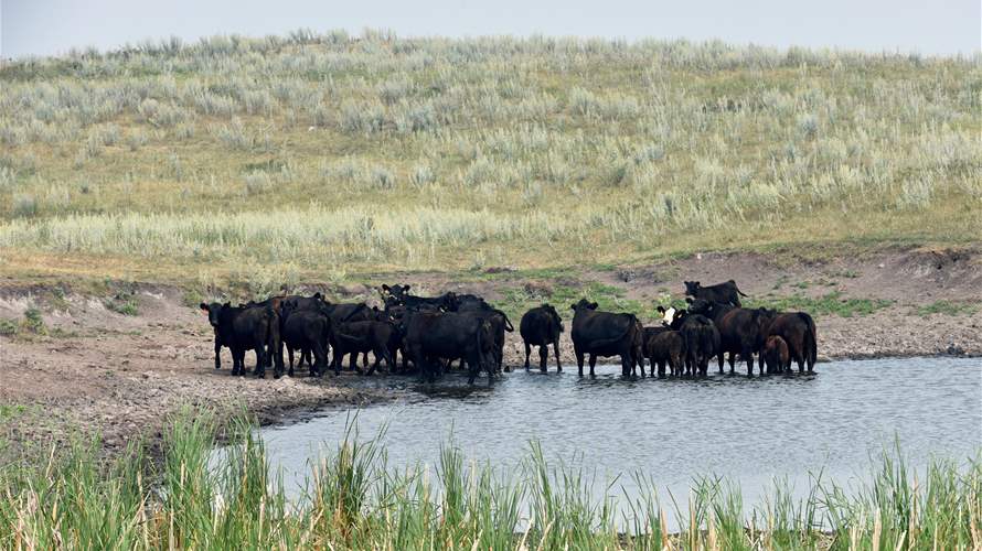 Shrinking US cattle herd squeezes meatpacker profits