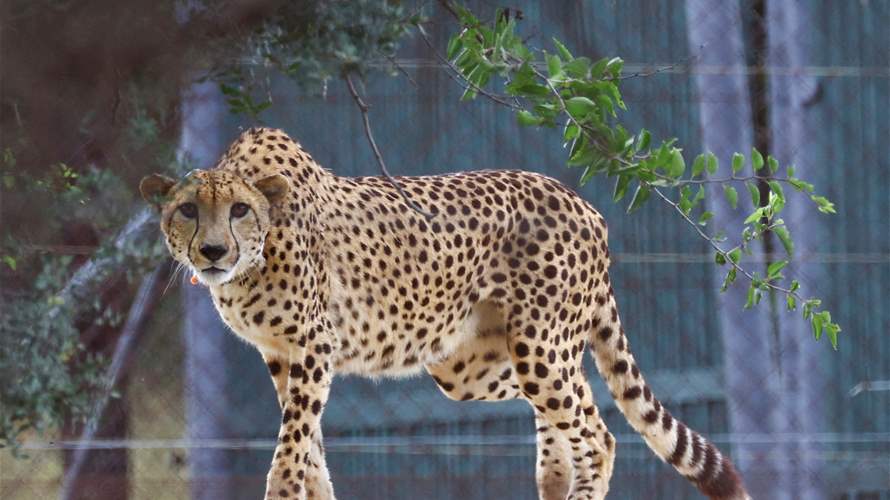 India says other African cheetahs well after two deaths