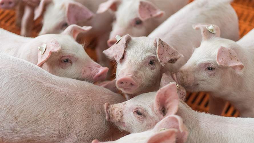 Indonesia confirms outbreak of African swine fever, WOAH says