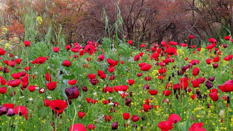 درجات الحرارة الى ارتفاع ... وطقسٌ متقلب يخرق الاستقرار الجوي 