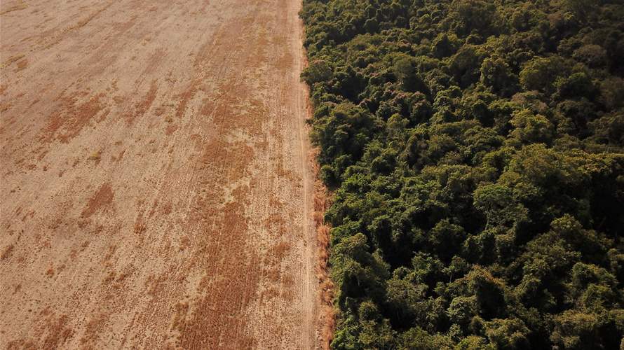 Deforestation in Brazil's Amazon falls 68% in April, first major drop under Lula